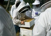 Introduction to Beekeeping  Spring 2021 is coming