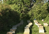 Nucleus Hives for Spring 2021