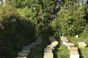 Nucleus Hives for Spring 2021
