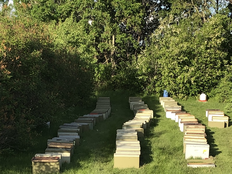 Nucleus Hives for Spring 2021