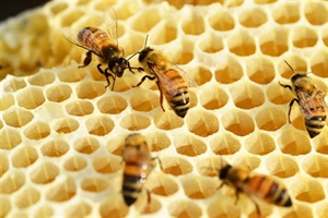 Beekeeping for Beginners (February 20 2021)