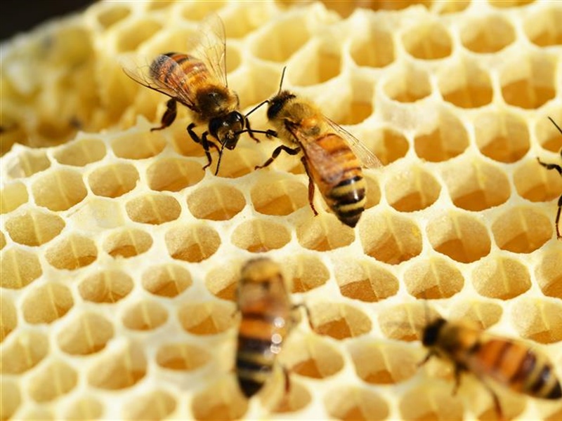 Beekeeping for Beginners (February 20 2021)