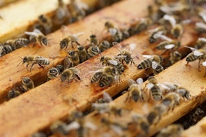 Beekeeping for Beginners (April 23 2022)