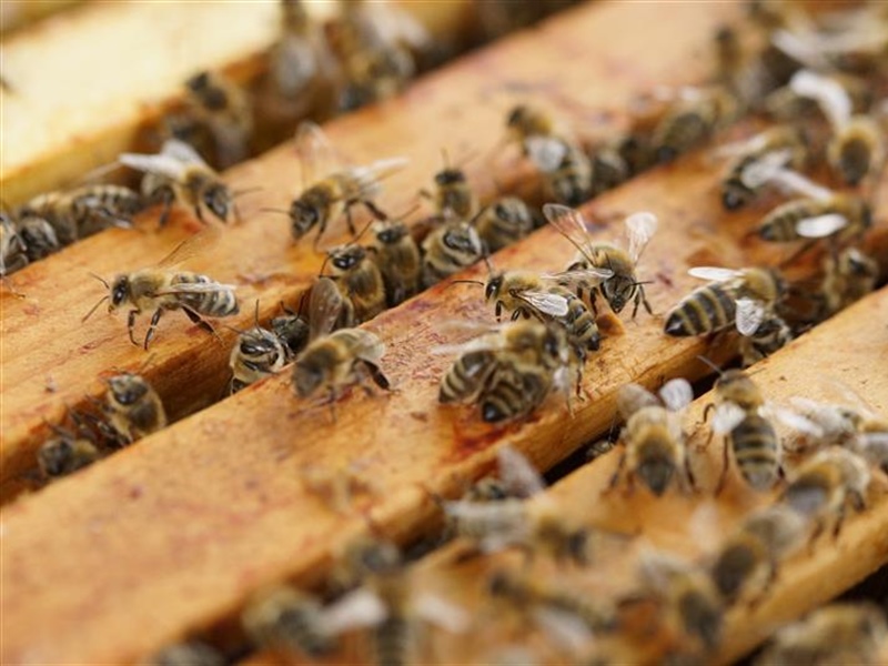 Beekeeping for Beginners (April 23 2022)
