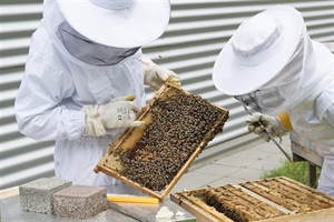 Beekeeping for Beginners (May 15 2022)
