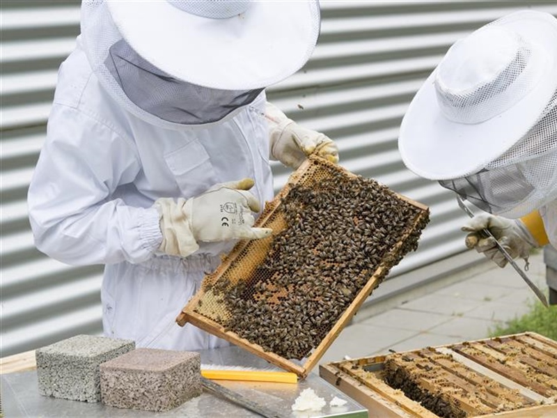 Beekeeping for Beginners (May 15 2022)