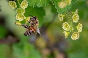 Beekeeping for Beginners (March 26 2022)