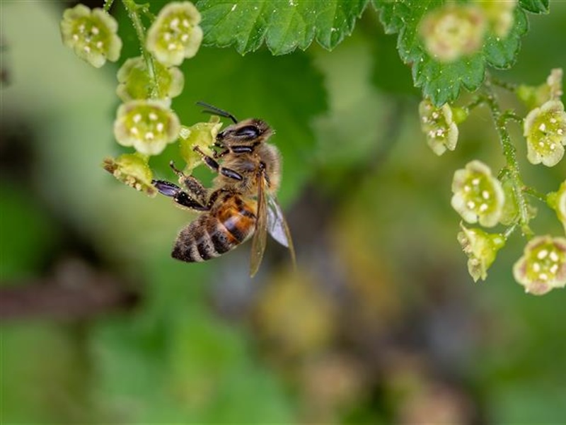 Beekeeping for Beginners (March 26 2022)