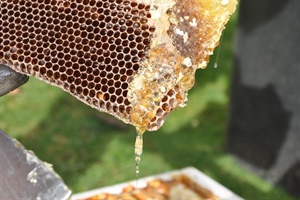 Beekeeping for Beginners (January 22 2022)