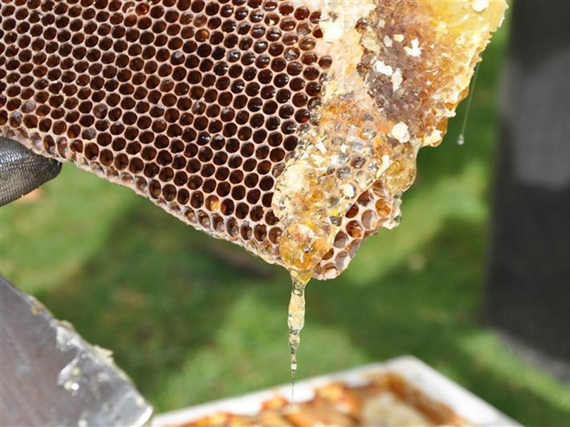 Beekeeping for Beginners (January 22 2022)