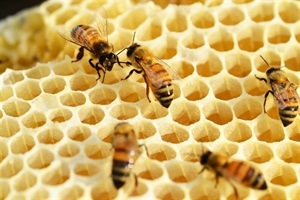 Beekeeping for Beginners (February 19 2022)