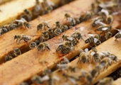 Beekeeping for Beginners (April 22 2023)