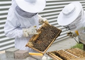 Beekeeping for Beginners (May 25 2024)