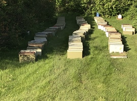 Nucleus Hives for Spring 2021